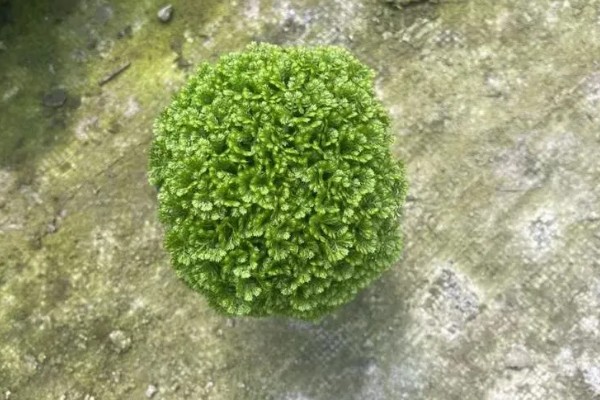 绿地球的养殖方法，平时花土要保持湿润的状态