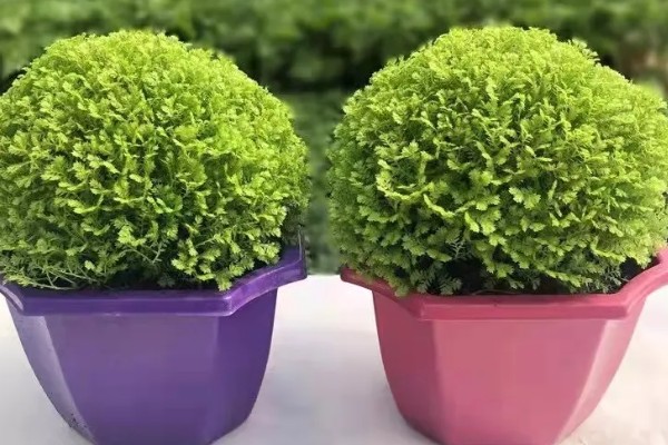 绿地球的养殖方法，平时花土要保持湿润的状态