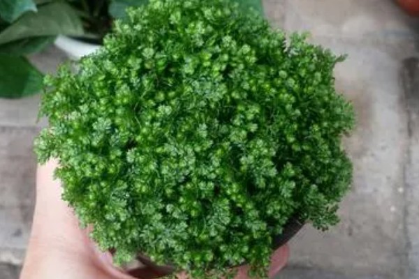 绿地球的养殖方法，平时花土要保持湿润的状态