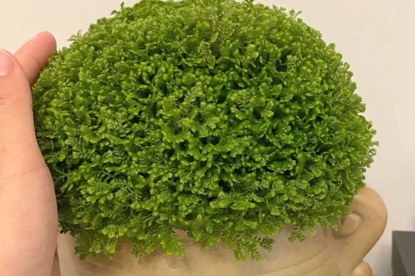 绿地球的养殖方法，平时花土要保持湿润的状态