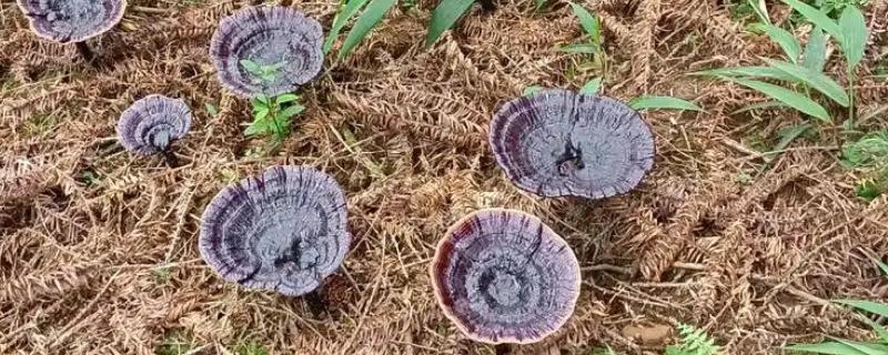 哪里产的灵芝比较好，长白山、大别山的灵芝好