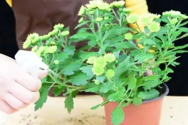 盆栽菊花叶子易蔫的原因，可能是光照不足所致
