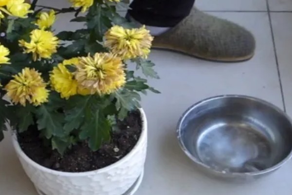 盆栽菊花叶子易蔫的原因，可能是光照不足所致