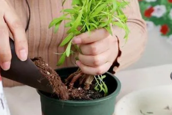 盆栽菊花叶子易蔫的原因，可能是光照不足所致