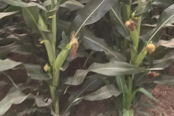 矮宝V8玉米种简介，春播生育期为126天