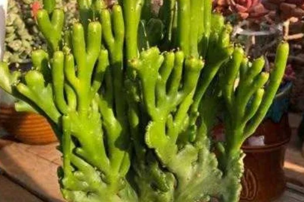 膨珊瑚的养殖方法，喜欢在半阴暗潮湿的地方生长