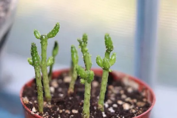 膨珊瑚的养殖方法，喜欢在半阴暗潮湿的地方生长