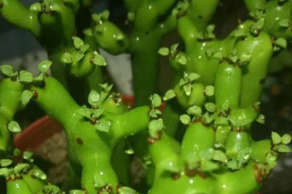 膨珊瑚的养殖方法，喜欢在半阴暗潮湿的地方生长