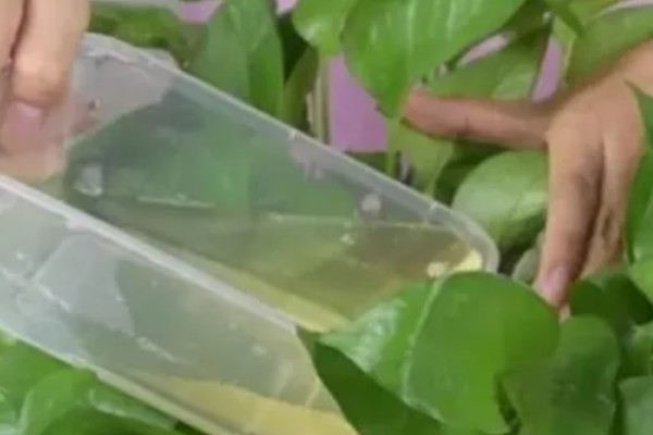 桔子皮泡多长时间可以浇花，泡24小时后即可
