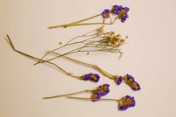干花有没有花粉，干花没有花粉