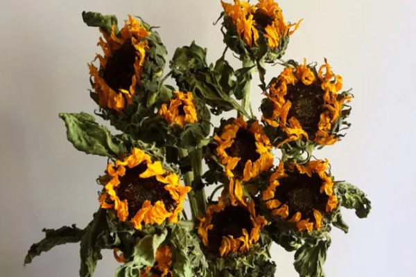 干花有没有花粉，干花没有花粉