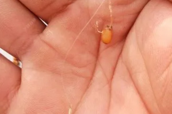 钓鲫鱼怎么搭配线组，1.0号主线搭配0.6号子线经常用到