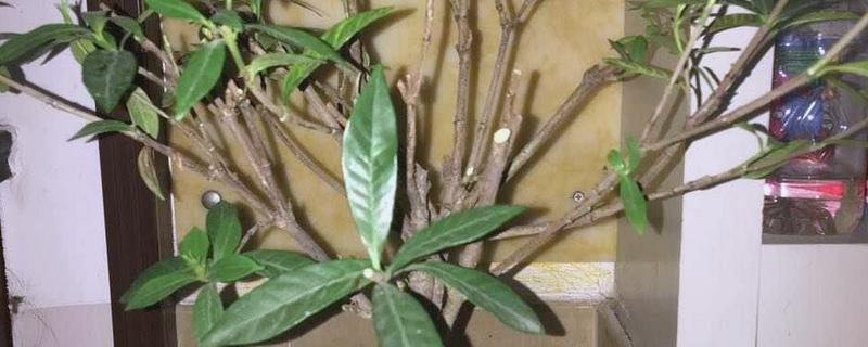 栀子花的剪枝时间，建议在5到7月份修剪枝叶