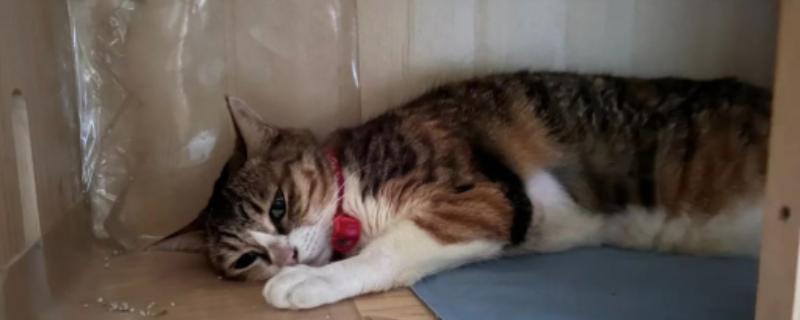 猫感冒打喷嚏如何用药，普通感冒使用普诺舒即可缓解