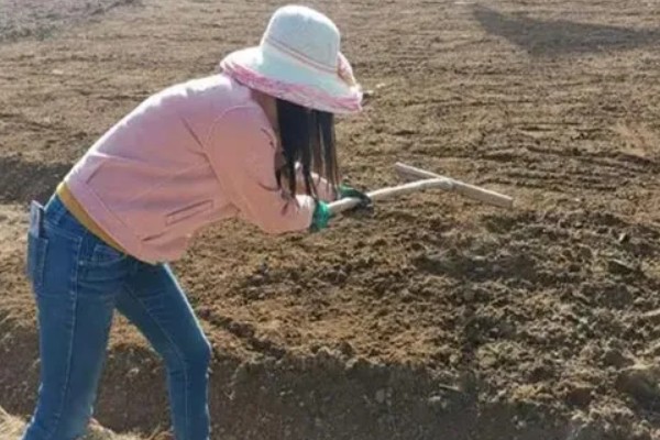 露地怎样种南瓜才能结瓜多，首先要选择疏松肥沃的土壤
