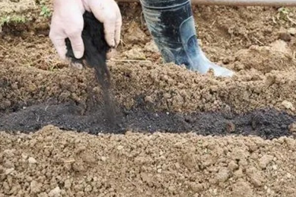 露地怎样种南瓜才能结瓜多，首先要选择疏松肥沃的土壤