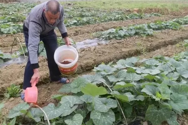 露地怎样种南瓜才能结瓜多，首先要选择疏松肥沃的土壤
