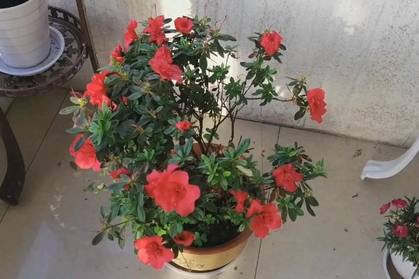 杜鹃花叶子发黄干枯如何处理，土壤碱性过重需浇灌硫酸亚铁