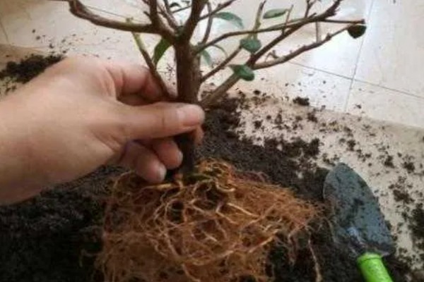 杜鹃花叶子发黄干枯如何处理，土壤碱性过重需浇灌硫酸亚铁