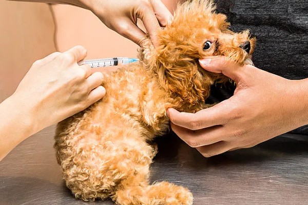 狗狗第一针打什么疫苗，出生45天后接种多联疫苗