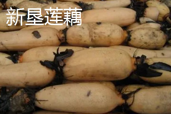 全国有什么出名的莲藕产地，蔡甸、汉川等地方产出的莲藕有很高的知名度