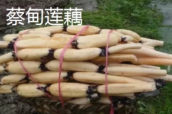 全国有什么出名的莲藕产地，蔡甸、汉川等地方产出的莲藕有很高的知名度