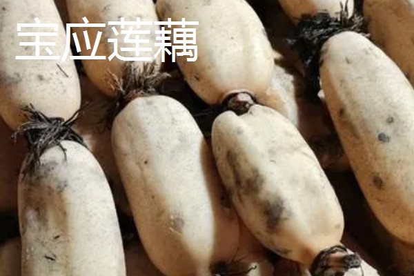 全国有什么出名的莲藕产地，蔡甸、汉川等地方产出的莲藕有很高的知名度