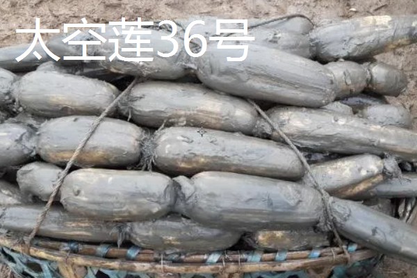 全国有什么出名的莲藕产地，蔡甸、汉川等地方产出的莲藕有很高的知名度