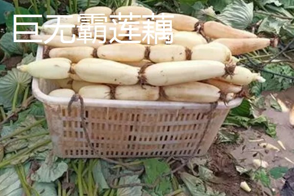 全国有什么出名的莲藕产地，蔡甸、汉川等地方产出的莲藕有很高的知名度