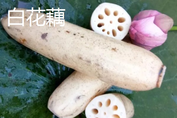 全国有什么出名的莲藕产地，蔡甸、汉川等地方产出的莲藕有很高的知名度