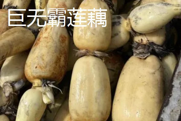全国有什么出名的莲藕产地，蔡甸、汉川等地方产出的莲藕有很高的知名度