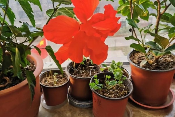 扶桑花是怎么浇水的，春秋季每隔2-3天浇水一次