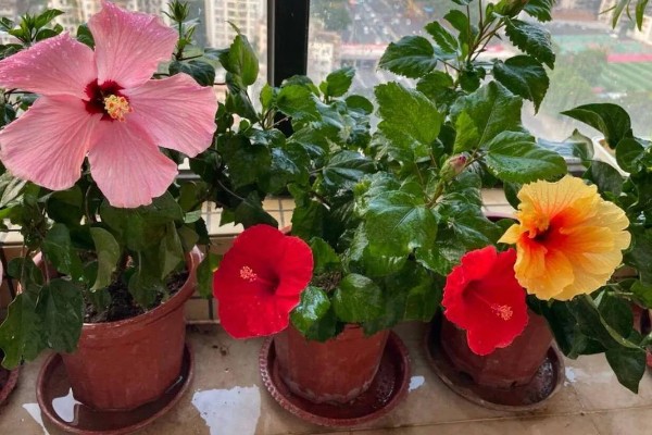 扶桑花是怎么浇水的，春秋季每隔2-3天浇水一次