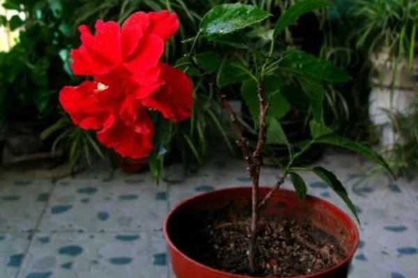 扶桑花是怎么浇水的，春秋季每隔2-3天浇水一次