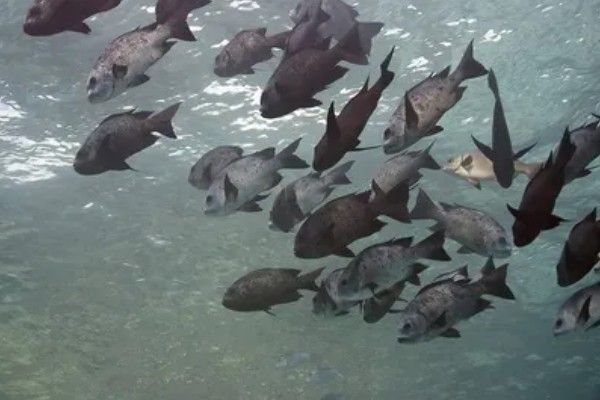 蜡鱼是海鱼还是淡水鱼，蜡鱼是海鱼
