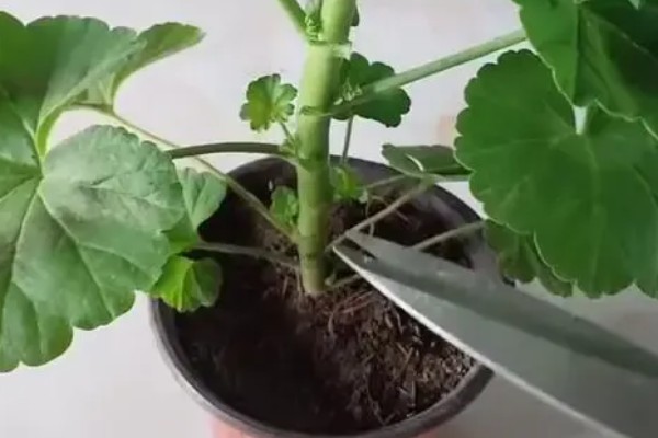 天竺葵的繁殖方法，可播种也可扦插