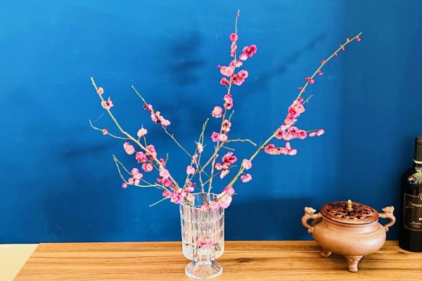 怎么用水养梅花枝，插到大小适宜的透明质花瓶内