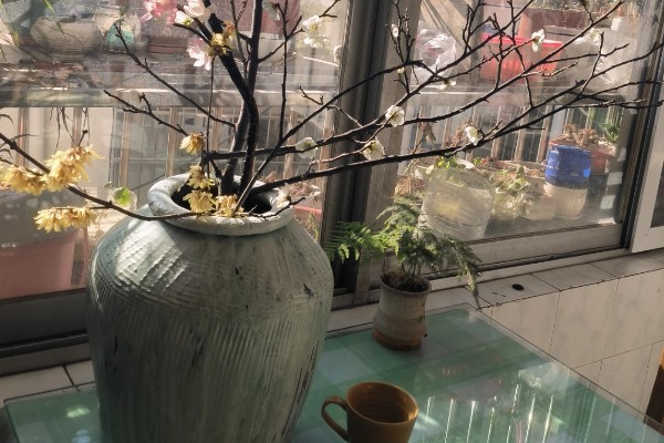 怎么用水养梅花枝，插到大小适宜的透明质花瓶内