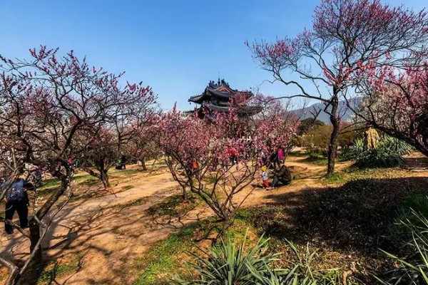 怎么用水养梅花枝，插到大小适宜的透明质花瓶内