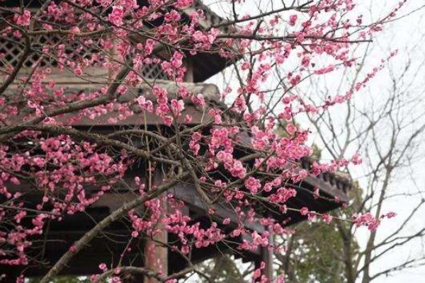 怎么用水养梅花枝，插到大小适宜的透明质花瓶内