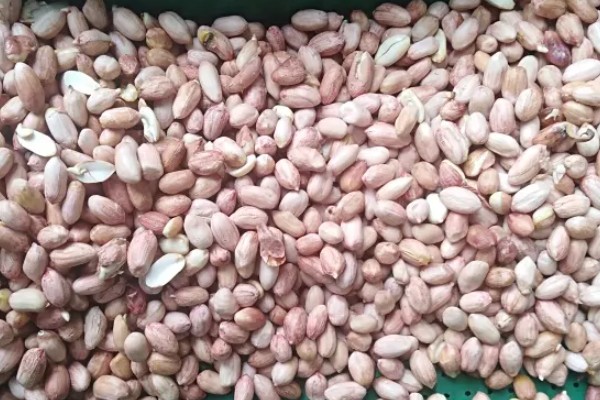 花生种子怎么挑选，选择颗粒饱满的为佳