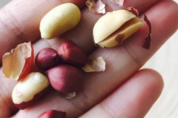 花生种子怎么挑选，选择颗粒饱满的为佳
