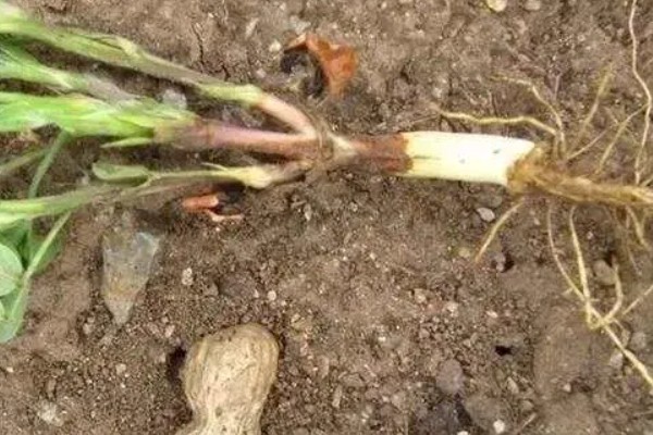花生种子怎么挑选，选择颗粒饱满的为佳