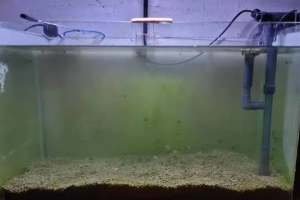 水草造景缸布景步骤，透明缸的观赏效果会更好