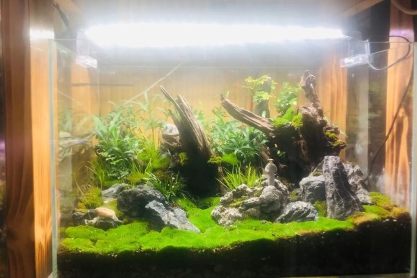 水草造景缸布景步骤，透明缸的观赏效果会更好