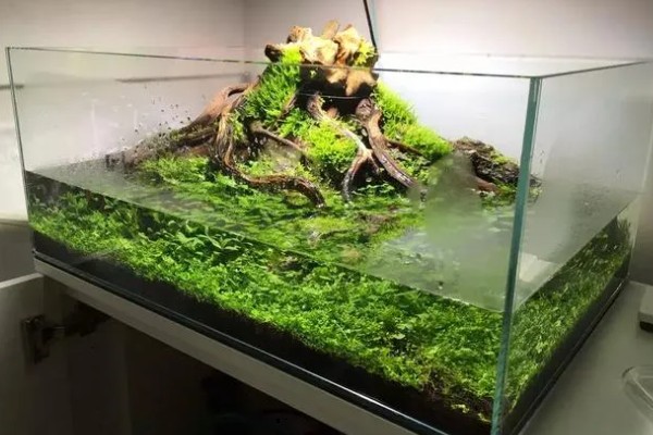 水草造景缸布景步骤，透明缸的观赏效果会更好