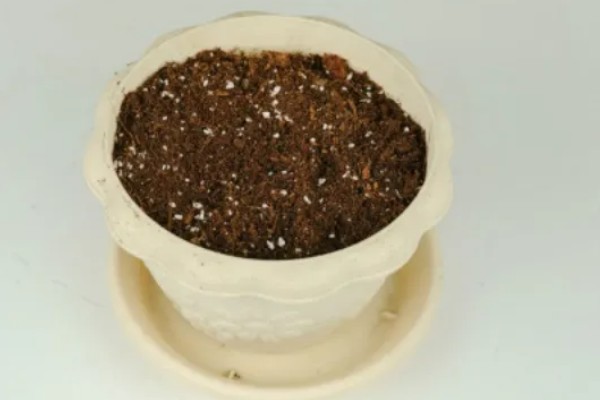 黑心菊的种植方法，喜欢在温暖湿润的环境中生长