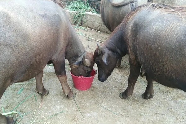 怎样养水牛，一定要牢记草料为主饲料为辅