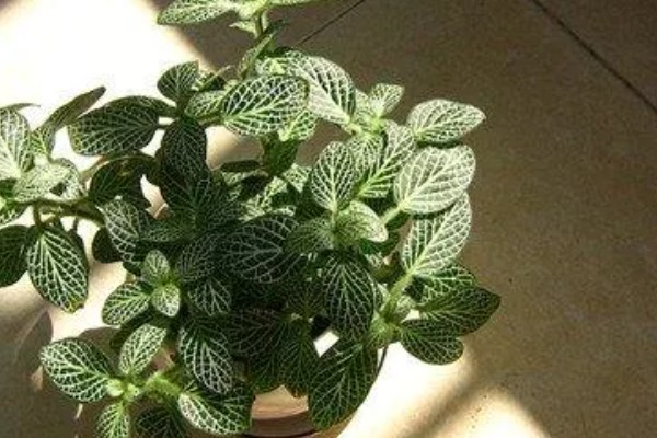 网纹草的病虫害及其防治方法，常见的病害有叶腐病、根腐病等
