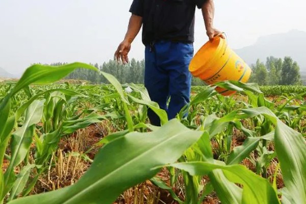 玉米正确施肥的方法，可根据发育情况进行施肥